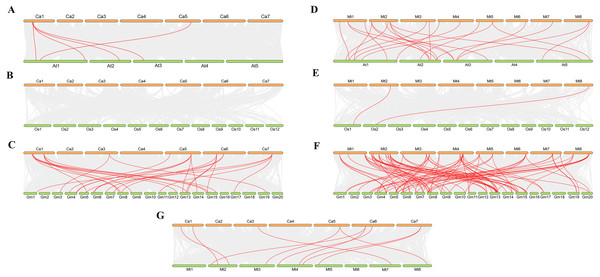 Synteny analysis of VQ genes between Cicer arietinum, Medicago truncatula and plant species.