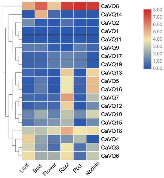 Expression analysis of CaVQ genes in different tissues.