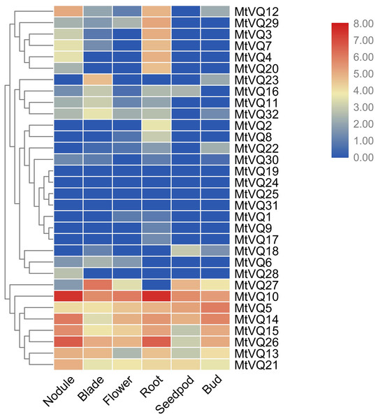 Expression analysis of MtVQ genes in different tissues.