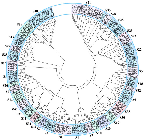 Phylogenetic tree of MYBs from Taxus chinensis and Arabidopsis.