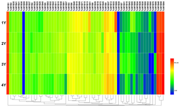 Differential expression of TcMYB genes in xylem from 1 to 4 years.