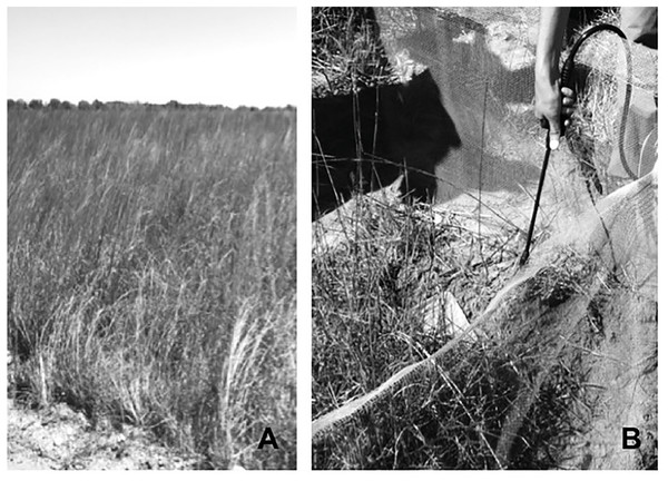Open grassland habitat at Attwater Prairie Chicken National Wildlife Refuge (A) where exclosures (B) were deployed to test the effect of invasive Red Imported Fire Ants on juvenile Houston Toads.