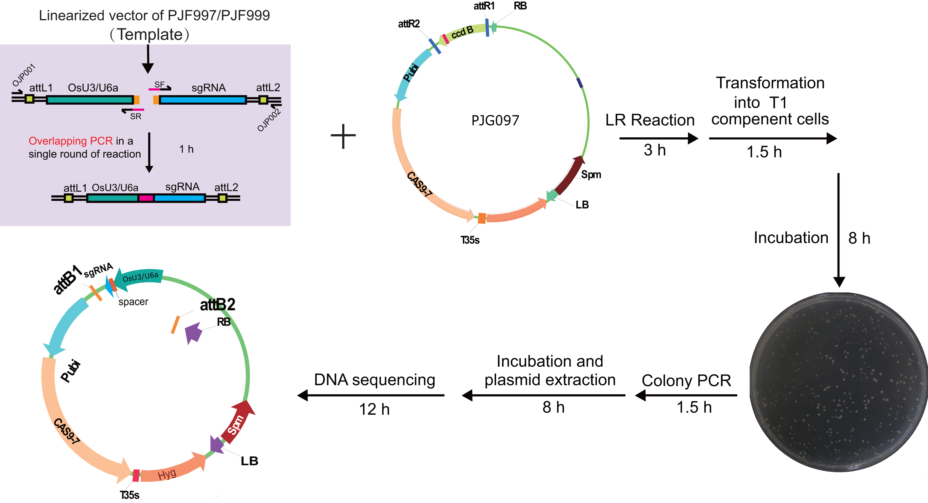 a-simple-and-efficient-cloning-system-for-crispr-cas9-mediated-genome