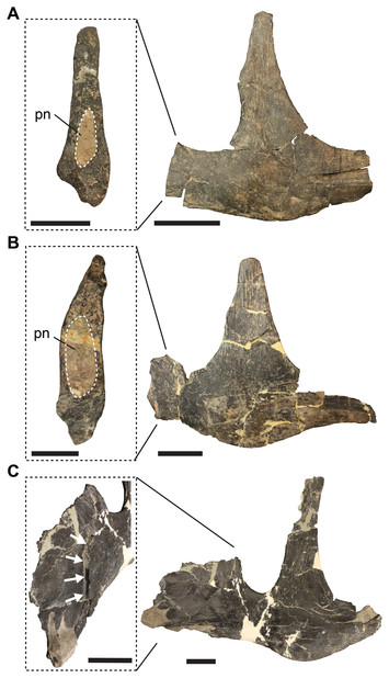 Notes on the cheek region of the Late Jurassic theropod dinosaur ...