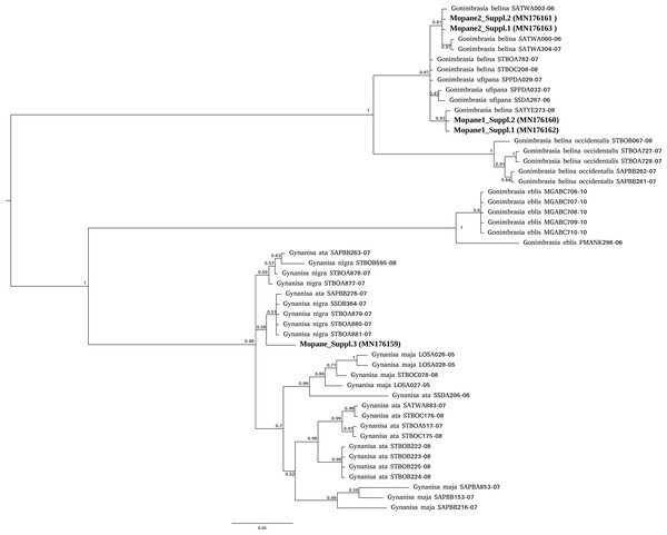 Phylogenetic affiliation of COI barcodes for specimens marketed as mopane worms.