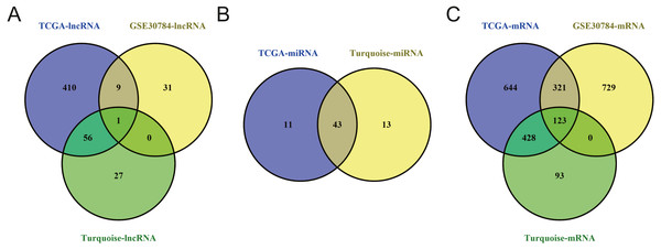 Venn diagram of overlapping genes among the turquoise module and TCGA and GEO (GSE30784) datasets.
