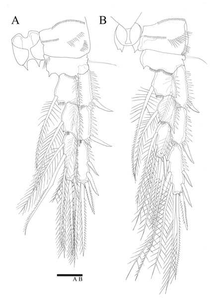 Sarsamphiascus hawaiiensis sp. nov.