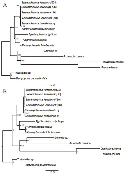 Phylogenetic trees of Miraciidae based on nuclear 18S ribosomal RNA data.