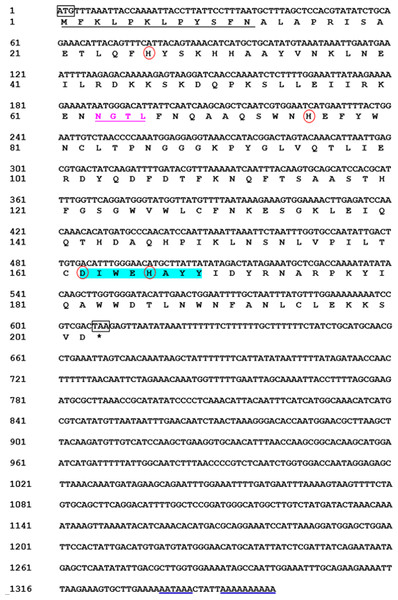 Nucleotide and deduced amino acid sequences of a Mn-SOD from the beetle M. punctipennis.