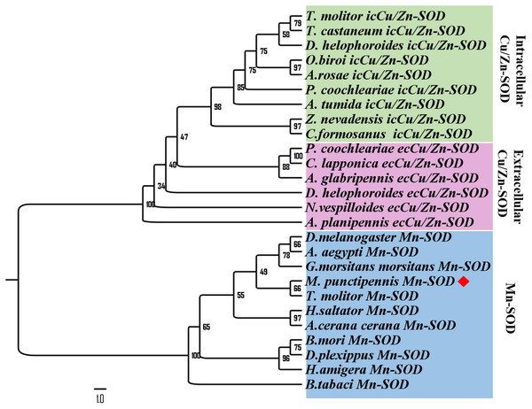 Phylogenetic analysis of SOD sequences from M. punctipennis and other insect species based on predicted amino acid sequences.
