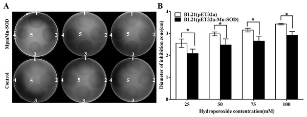 Antioxidant activity assay on LB agar plates containing E. coli cells overexpressing MpmMn-SOD.
