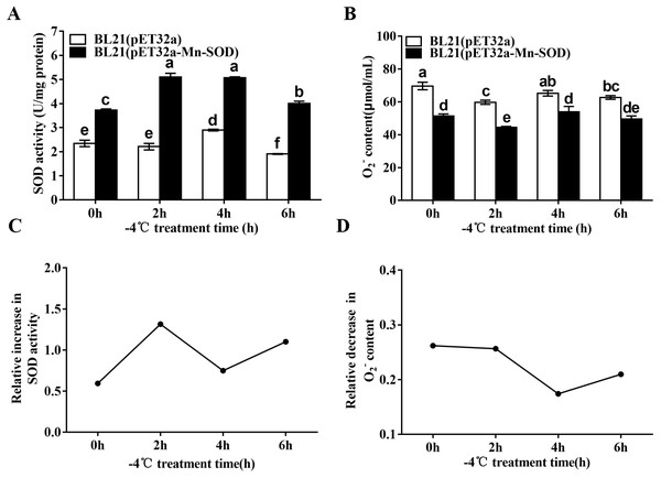 SOD activity and O2•− content in the MpmMn-SOD overexpressed BL21 (pET32a-mMn-SOD) at −4 °C cold stress.