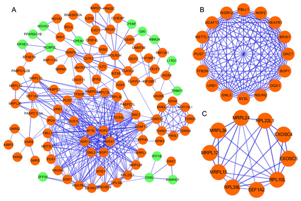 Protein–protein interaction network and modules analysis.