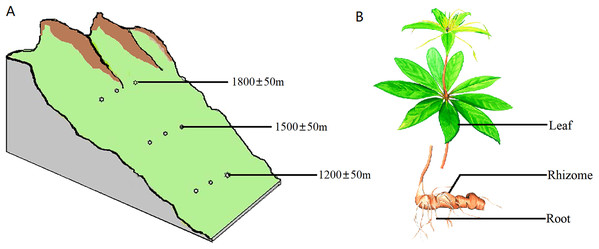 Diagram of the sampling operation.