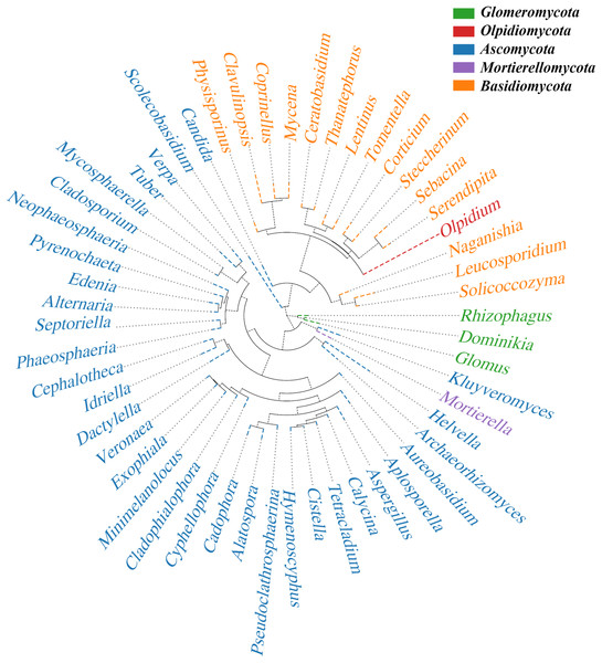 Phylogenetic tree.