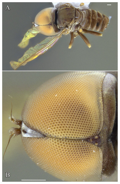 Male of Dasydorylas parazardouei Motamedinia & Skevington sp. nov. (A) habitus in dorsal view, (B) compound eyes in dorsal view.