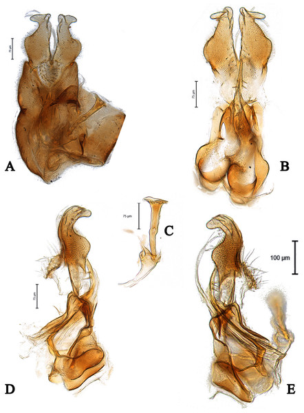 Male genitalia of Dasydorylas zardouei (A) in dorsal view, (B) in ventral view, (C) ejaculatory apodeme, (D and E) in lateral view.
