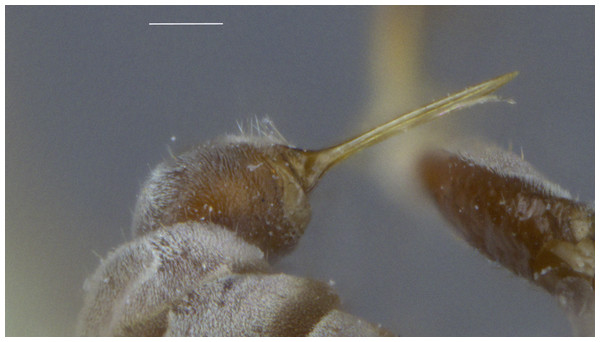 Ovipositor of Dasydorylas parazardouei Motamedinia and Skevington sp. nov. in lateral view.