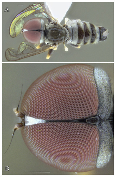 Male of Dasydorylas discoidalis (A) habitus in dorsal view, (B) compound eyes in dorsal view.