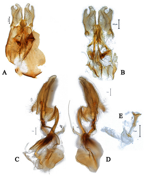 Male genitalia of Dasydorylas discoidalis (A) in dorsal view, (B) in ventral view, (C and D) in lateral view, (E) ejaculatory apodeme.