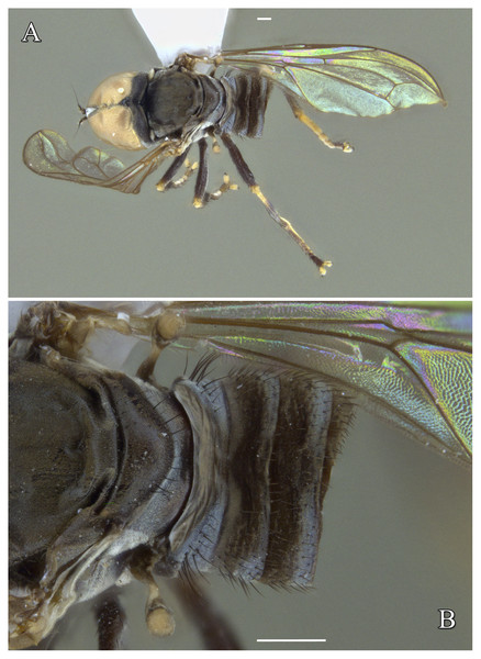 Male of Dasydorylas horridus (A) habitus in dorsal view, (B) thorax and abdomen in dorsal view.