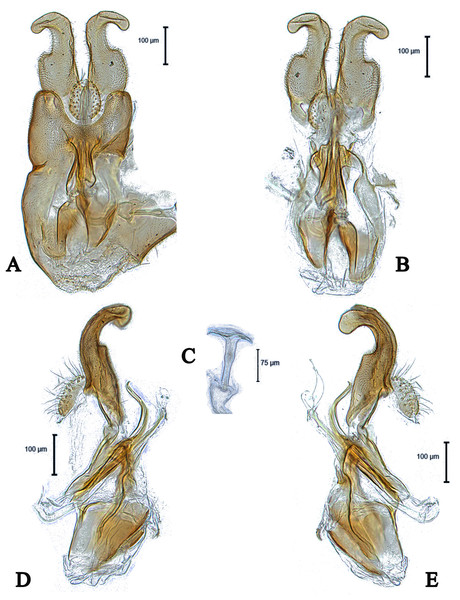 Male genitalia of Dasydorylas horridus (A) in dorsal view, (B) in ventral view, (C) ejaculatory apodeme, (D and E) in lateral view.