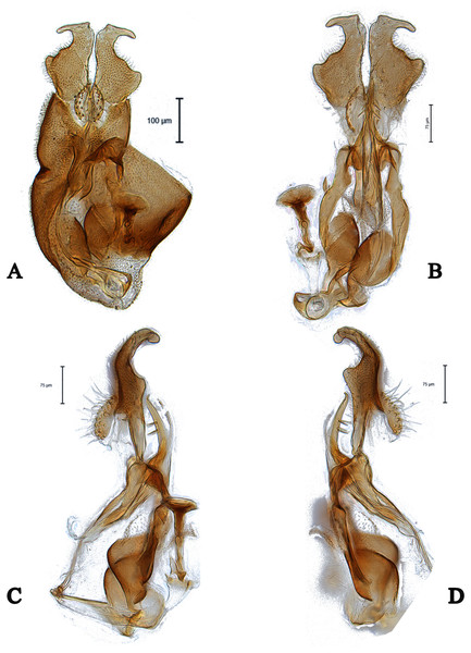 Male genitalia of Dasydorylas forcipus Motamedinia & Skevington sp. nov. (A) in dorsal view, (B) in ventral view, (C and D) in lateral view.