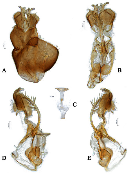 Male genitalia of Dasydorylas gradus (A) in dorsal view, (B) in ventral view, (C) ejaculatory apodeme, (D and E) in lateral view.