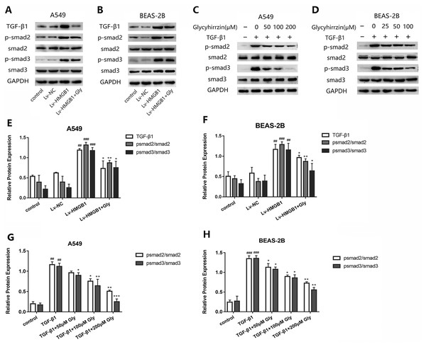 Glycyrrhizin blocked the TGF-β1/Smads pathway by inhibiting HMGB1.