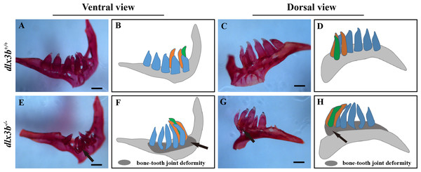 Pharyngeal teeth of homozygous mutants (dlx3b−∕−) exhibited deformiy.