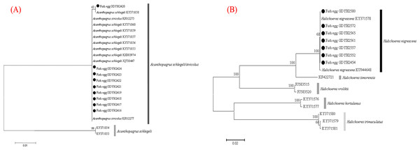 Egg identification of fish species Acanthopagrus schlegeli (A) and Halichoeres nigrescens (B) based on Neibour-joining tree combined with downloaded adult fish COI sequences in NCBI.