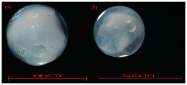 The images of Acanthopagrus schlegelii (A) and Halichoeres nigrescens (B) eggs; the chosen fish eggs were initially photographed using Zeiss microscope (Axioplan 2 imaging E).