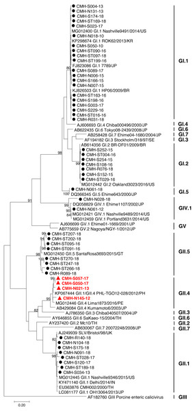 Phylogenetic tree of the partial capsid gene sequences (296 nucleotides).