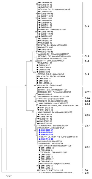 Phylogenetic tree of the partial RdRp gene sequences (745 nucleotides).