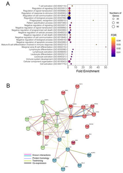 Gene ontology (GO) terms, numbers of the predicted target genes, and Protein-protein interaction network (PPI) of target genes of miR-1247-3p.