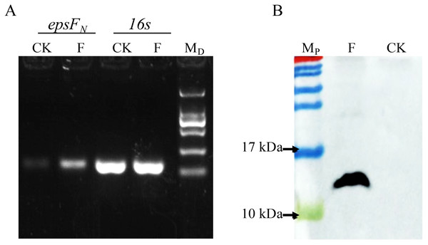 Detection of the over-expression of epsFN in S. thermophilus by Semi-quantitative PCR (A) and Western blot (B).