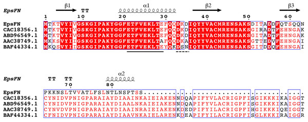 Secondary structure prediction and sequence alignment of EpsFN from S. thermophilus 05-34 with homologous rhamnosyltransferases from Streptococcus spp.