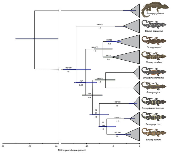 Time-calibrated phylogram of 11 concatenated nuclear and mitochondrial genes for the genus Smaug.