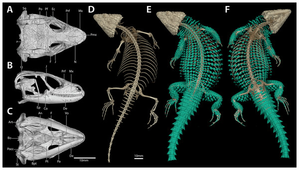Cranial (A–C), postcranial (D), and dermal (E, dorsal and F, ventral) osteology of Smaug barbertonensis (NMB R9196, topotype).