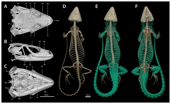 Cranial (A–C), postcranial (D), and dermal (E, dorsal and F, ventral) osteology of Smaug warreni (NMB R9292).
