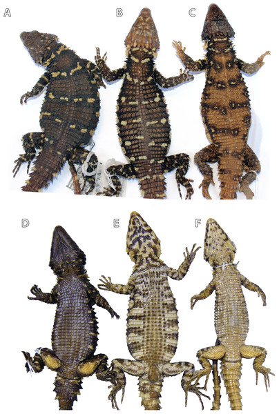 Differences in colour pattern in the Smaug warreni species complex.