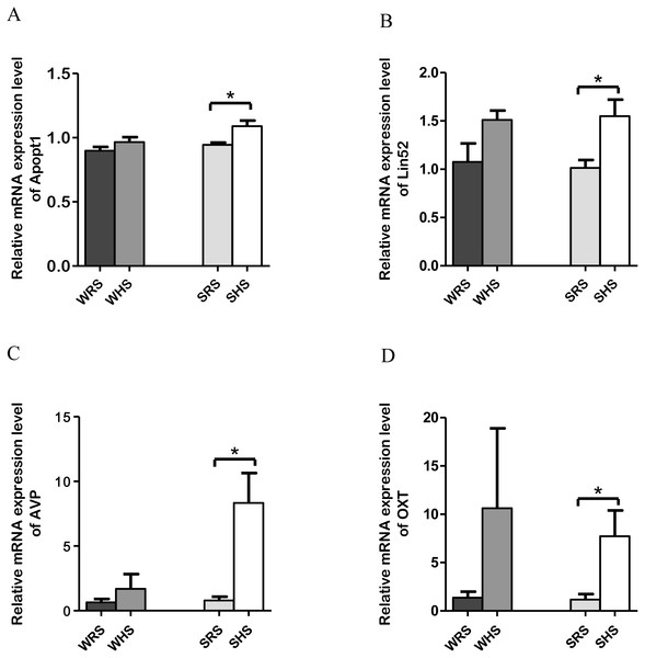 Relative mRNA expression levels of up-regulated genes i.e., Apopt1, Lin52, AVP and OXT only in SHRs of SFO.