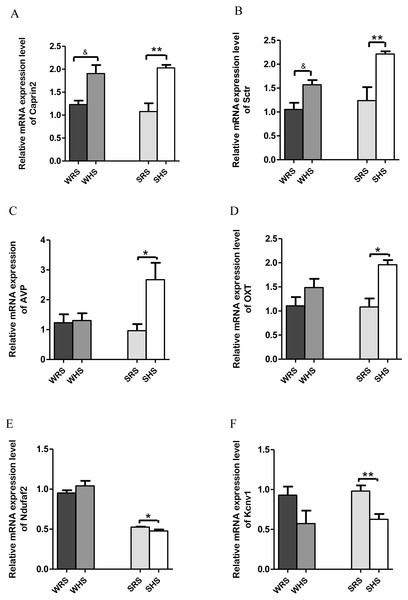 Relative mRNA expression levels of up-regulated genes i.e., (A) Caprin2 and (B) Sctr in both SHRs and WKY rats; up-regulated genes i.e., (C) AVP and (D) OXT only in SHRs; and down-regulated genes i.e., (E) Kcnv1 and (F) Ndufaf2 only in SHRs.