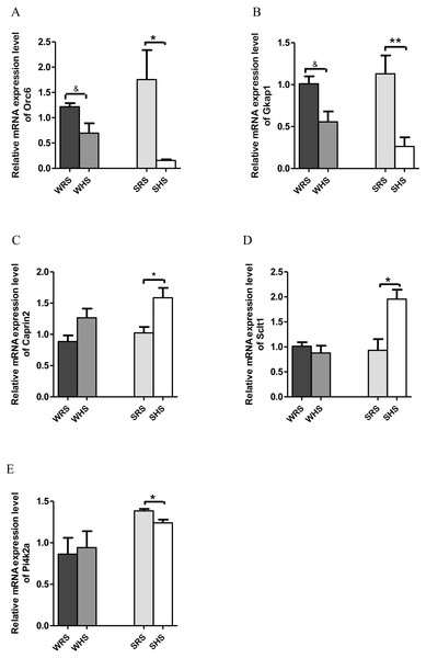 Relative mRNA expression levels of down-regulated genes i.e., (A) Orc and (B) Gkap1 in both SHRs and WKY rats; up-regulated genes i.e., (C) Caprin2 and (D) Sclt only in SHRs and down-regulated gene i.e., (E) Pi4k2a only in SHRs.