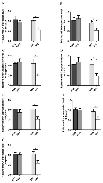 Relative mRNA expression levels of down-regulated genes i.e., (A) Snrpd2l, (B) Ankrd, (C) St6galnac6, (D) Csrnp3, (E) Iglon5, (F) Rnf157, and (G) Rprd1a only in SHRs.