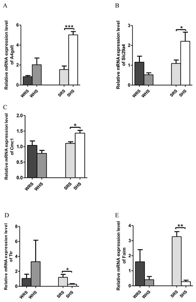 Relative mRNA expression levels of up-regulated genes i.e., (A) A4galt, (B) Slc29a4 and (C) Cmc1 only in SHRs; and down-regulated genes i.e., (D) Ttr and (E) Faim only in SHRs.