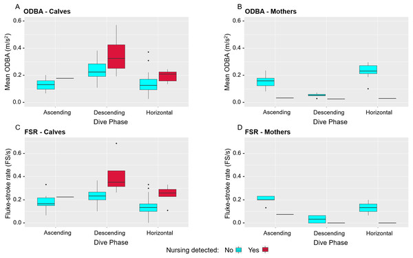 Comparison of mean overall dynamic body acceleration (ODBA) and fluke-stroke rates (FSR) of nursing and non-nursing segments for mothers and calves during different dive phases.