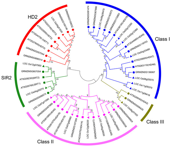 Phylogenetic relationship of HDAC gene family among maize, rice, and Arabidopsis.