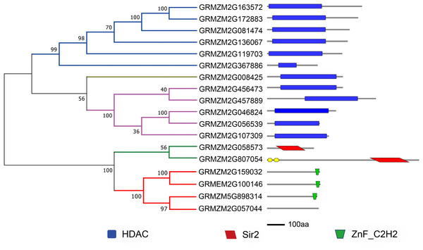 Phylogenetic analysis and domain architecture of ZmHDACs.