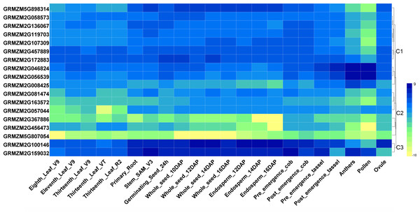Heatmaps representing the expression profiles of ZmHDAC genes in several tissues.